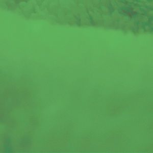 Meet your Posher, Shayla